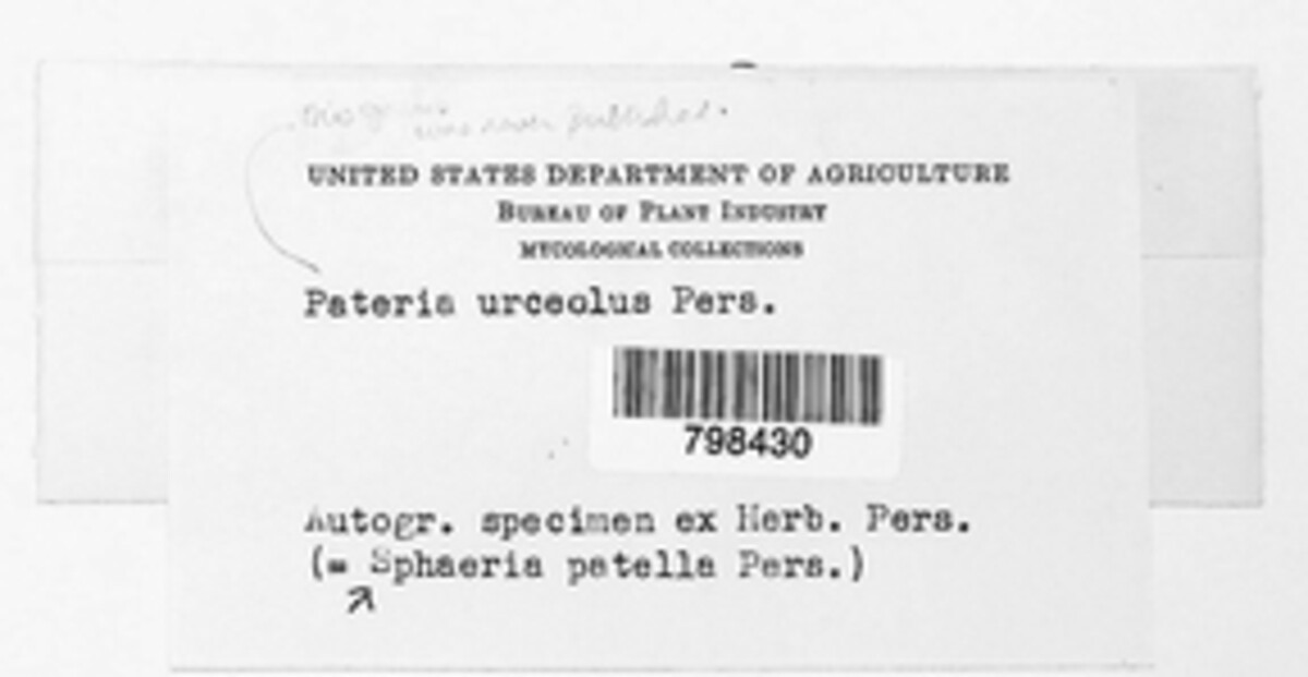 Heterosphaeria patella image